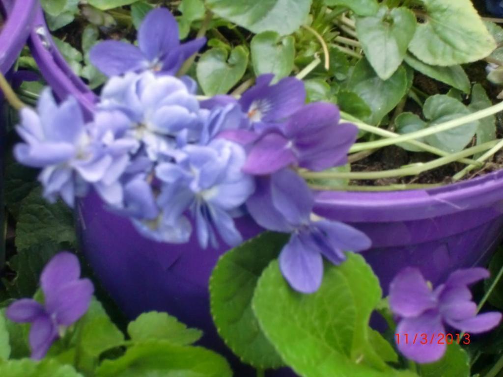 La Villa Des Violettes Tuluza Zewnętrze zdjęcie